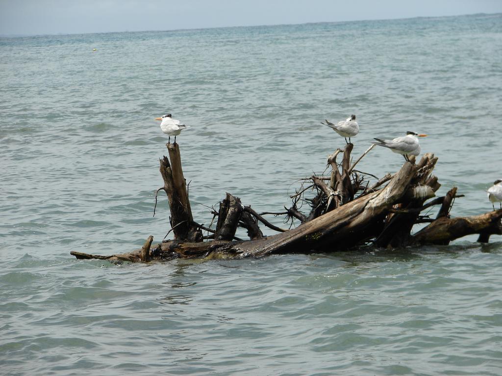 Babilonia Aparthotel Cahuita Rom bilde
