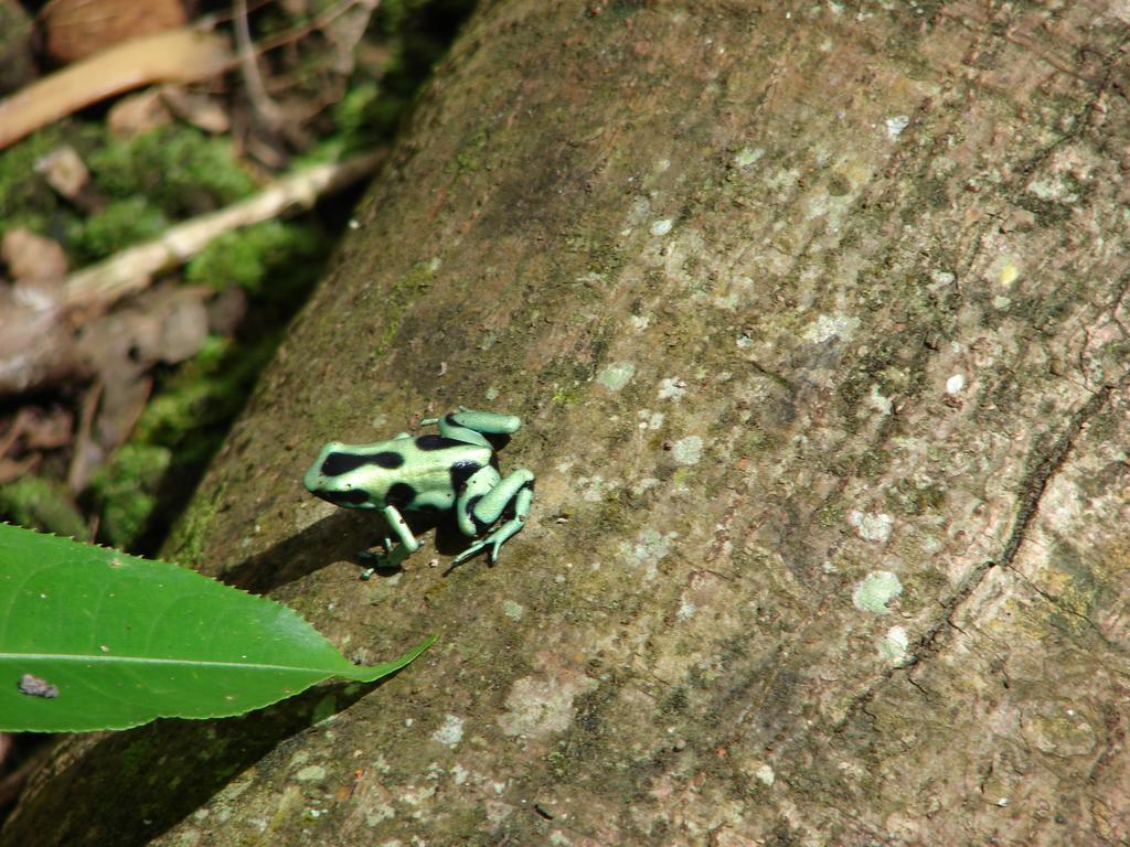 Babilonia Aparthotel Cahuita Rom bilde