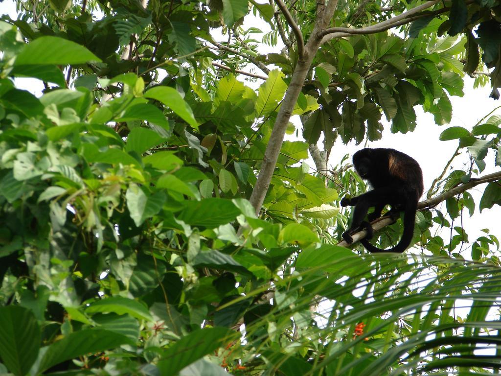 Babilonia Aparthotel Cahuita Eksteriør bilde