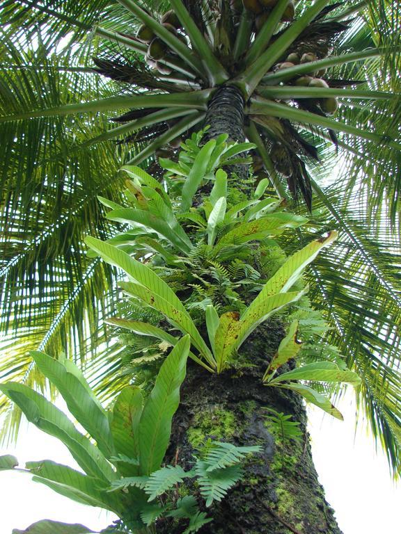 Babilonia Aparthotel Cahuita Eksteriør bilde